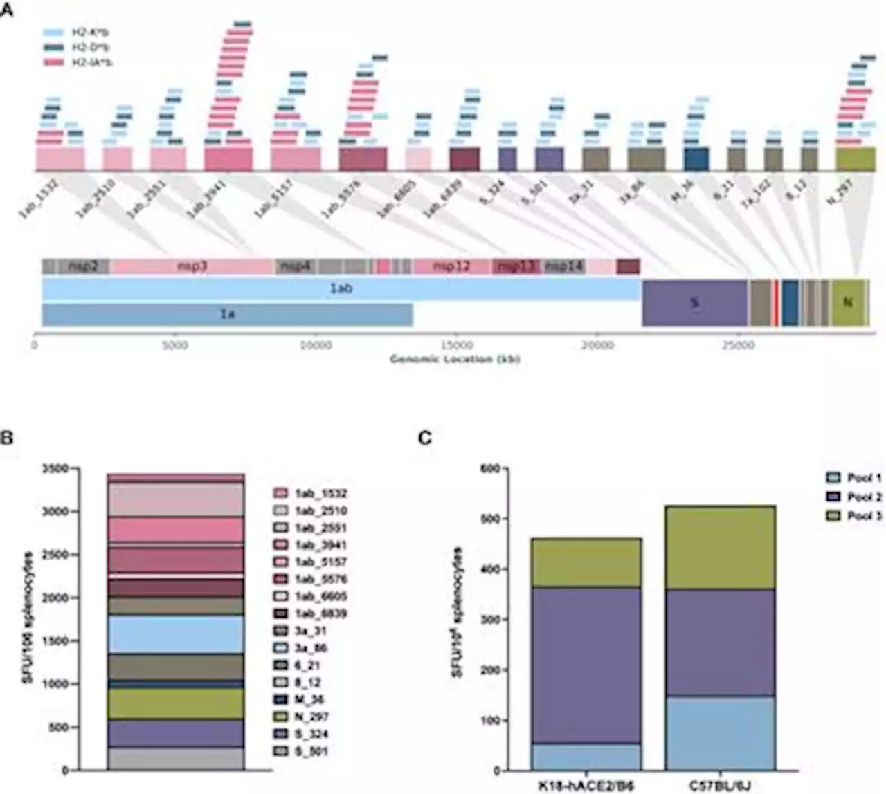 Frontiers | DNA immunization with in silico predicted T-cell epitopes protects against lethal SARS-CoV-2 infection in K18-hACE2 mice