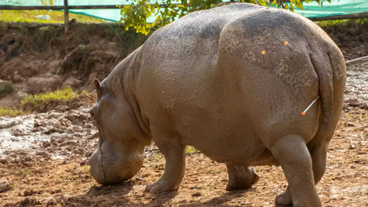 Hipopótamos son especie invasora en Colombia: Procuraduría