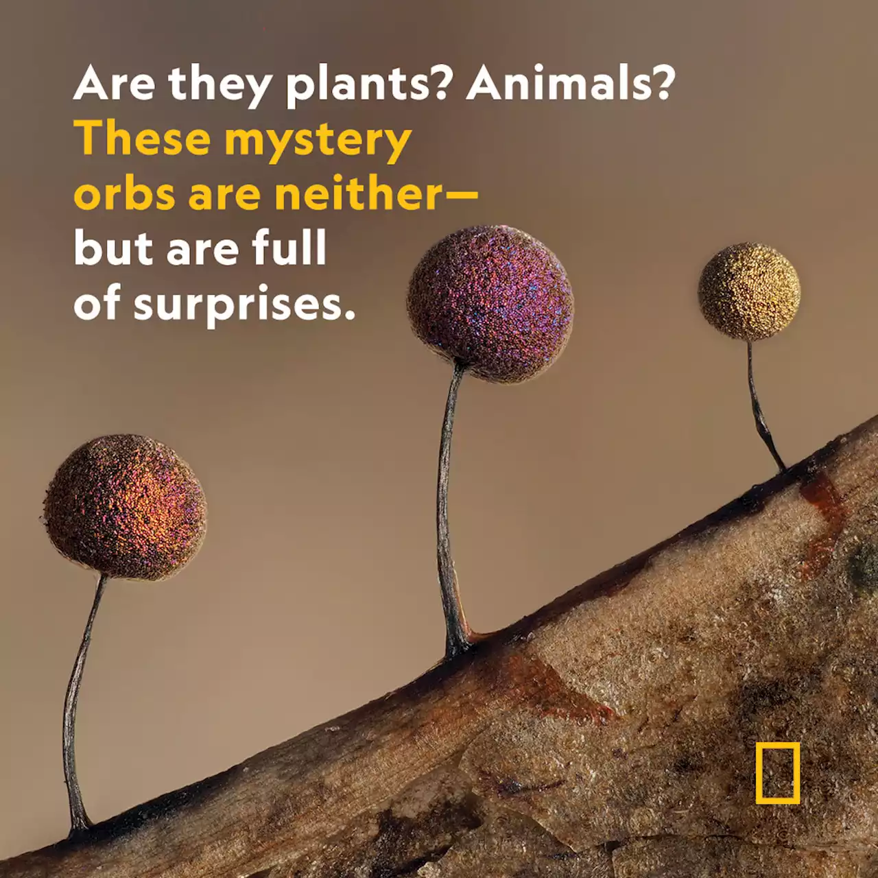 Behold the surreal magic and mystery of slime molds