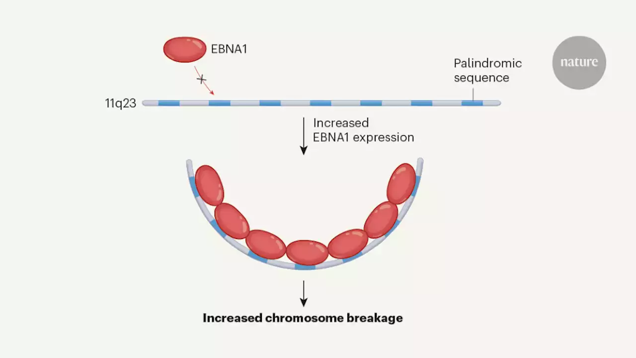 Epstein–Barr virus is an agent of genomic instability