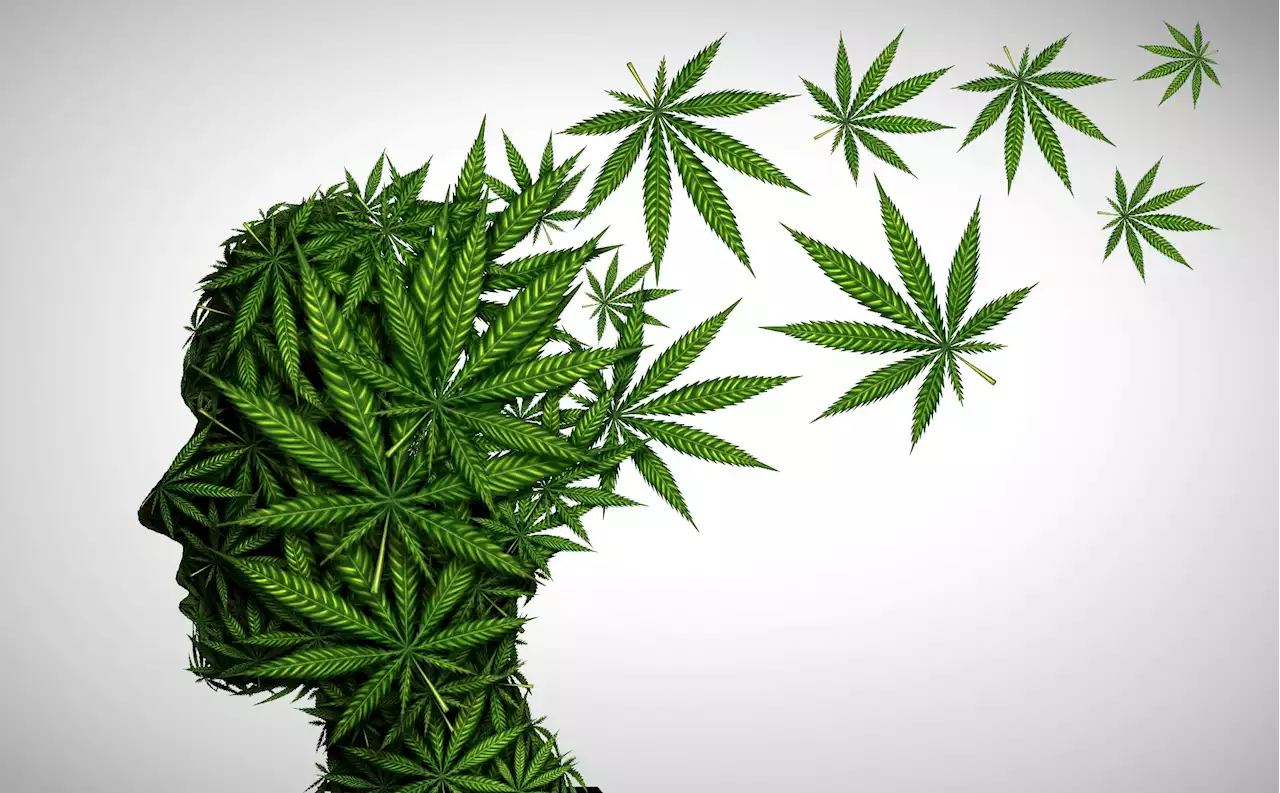 Study finds alterations in brain connectivity among young adult cannabis users