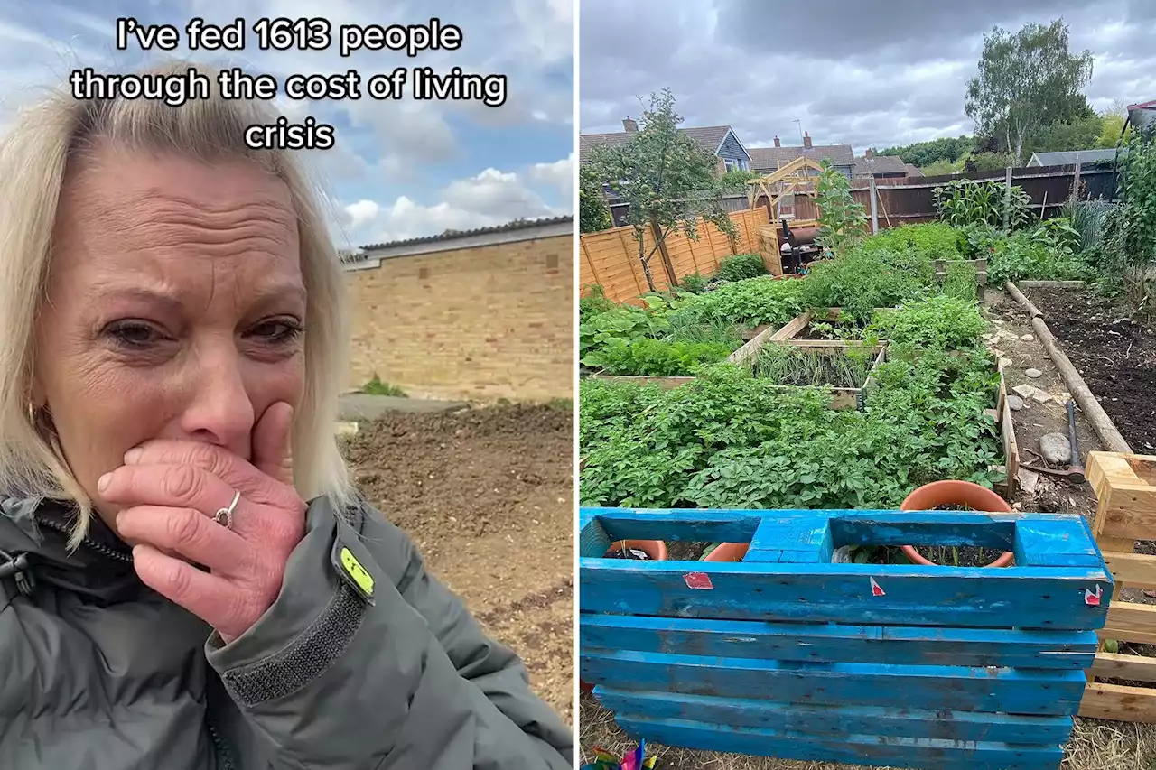 I will keep feeding hungry after sick vandals killed my charity garden