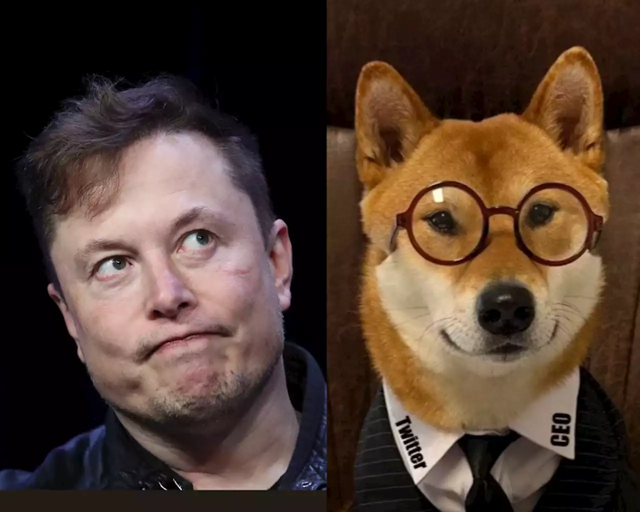 Elon Musk in a rare interview reveals his dog Floki is the CEO of Twitter