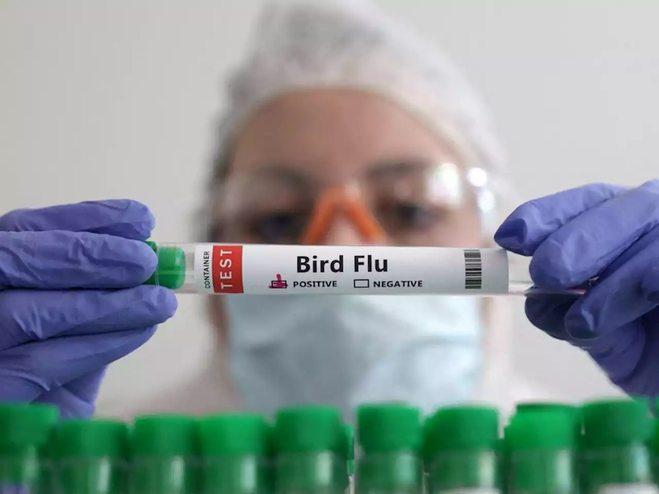 China records world's first human death from H3N8 bird flu: WHO