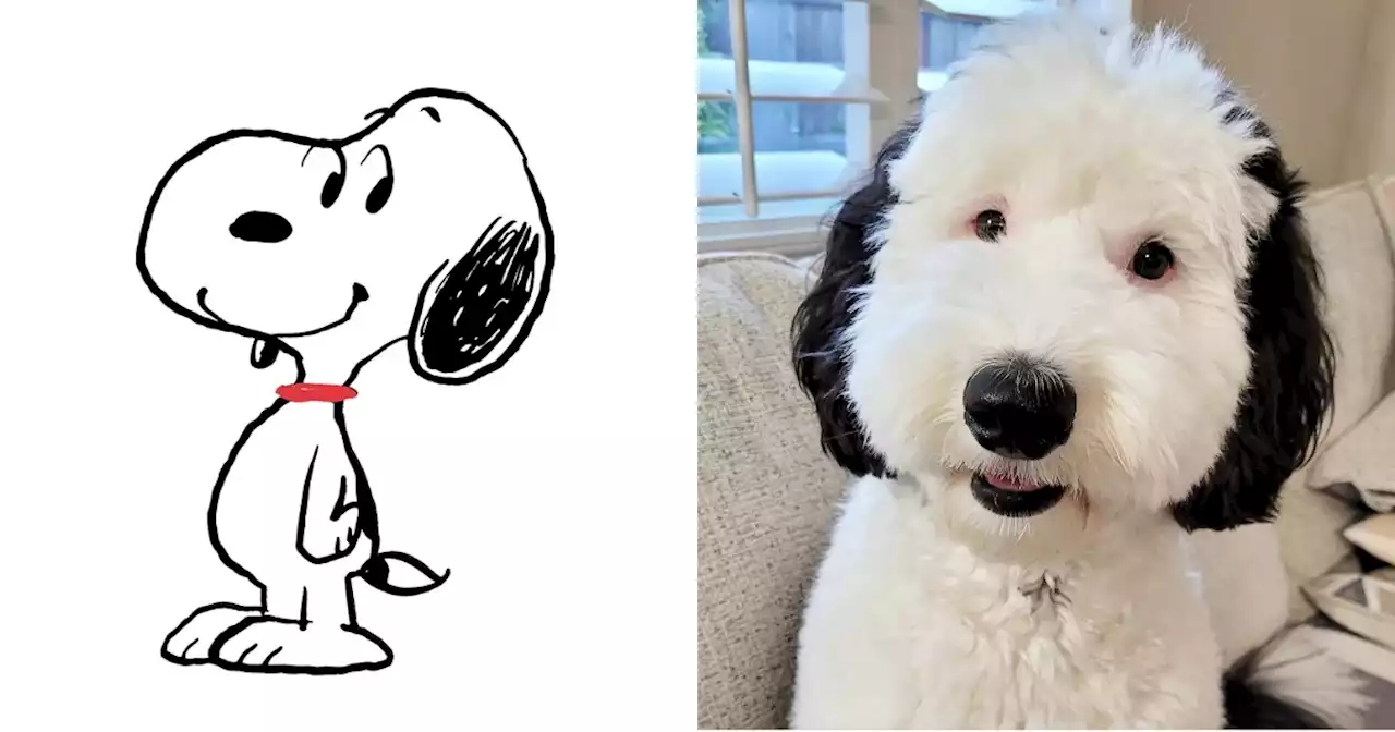 Real-life Snoopy dog catches the internet's attention