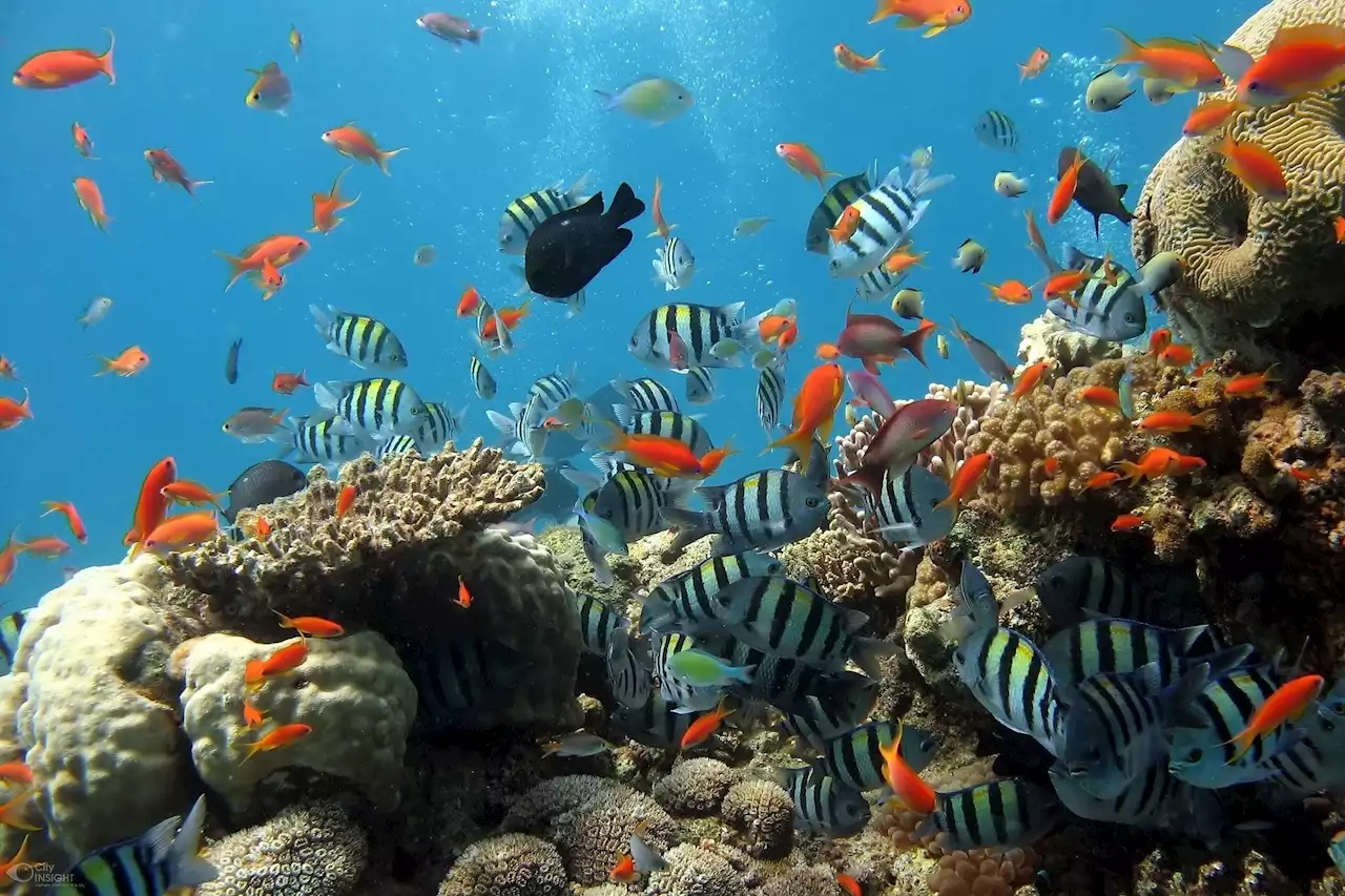 Feces from coral-eating fish may act as 'probiotics' for reefs