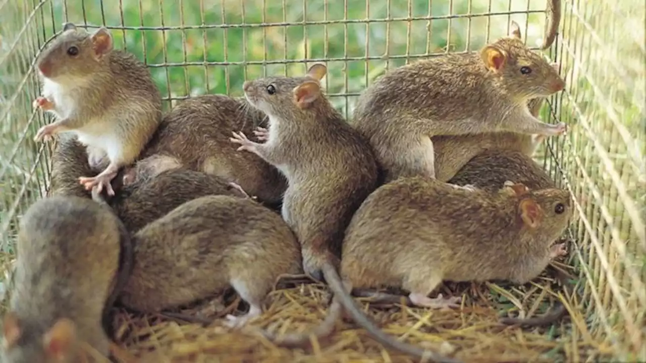 Lassa Fever: Nigeria records over 4,000 suspected infections in 2023