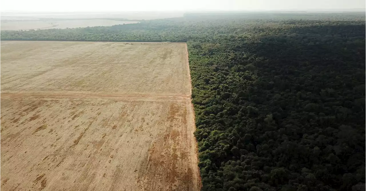 Brazil lures China's Cofco to finance recovery of degraded land