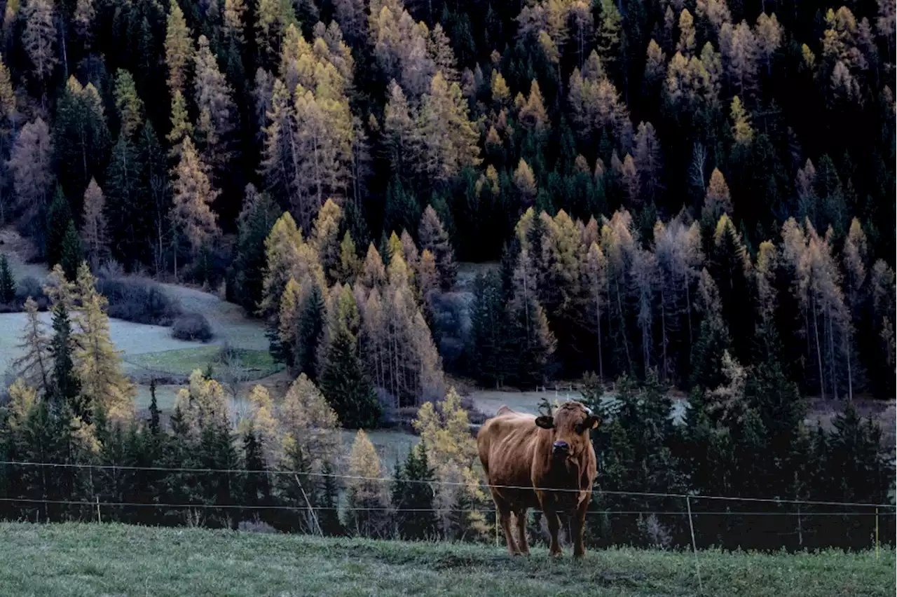 REPORTAGE - Haute Maurienne : Laurent Gerra vous fait découvrir la montagne