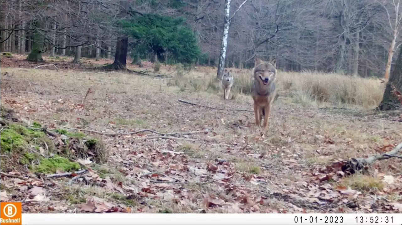 Wolvenpaar vestigt zich in Midden-Drenthe