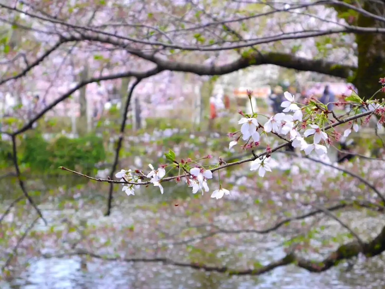 The Human Roots of Japan’s Cherry Blossoms