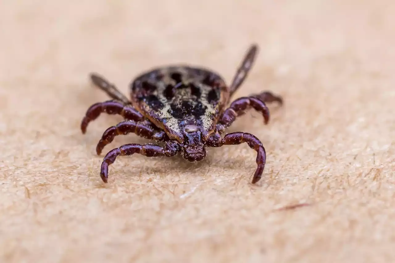 Scientists Sound the Alarm on Emerging Tick-Borne Disease Babesiosis