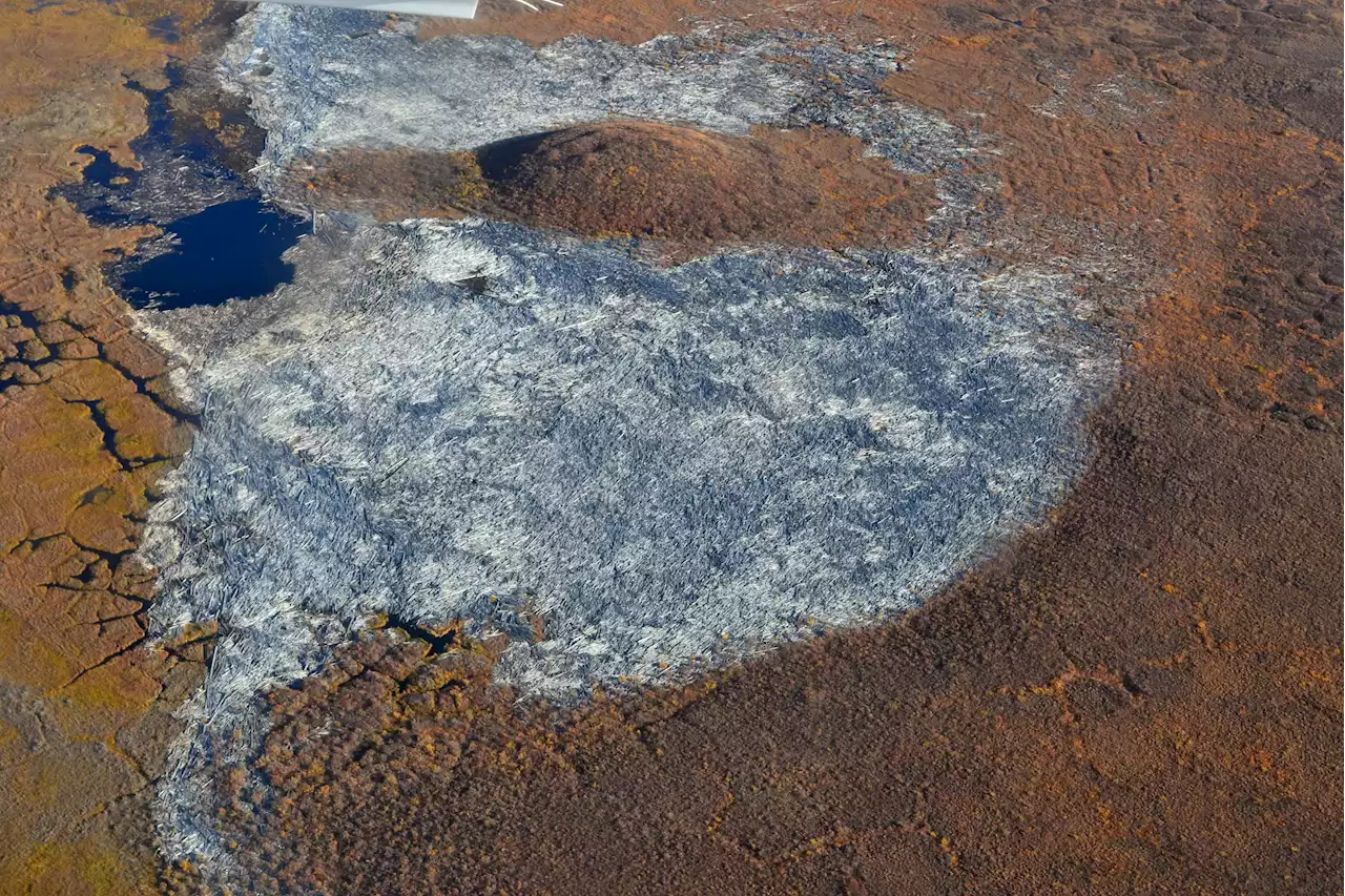 World’s Largest Logjam Found: Storing 3.4 Million Tons of Carbon in the Arctic