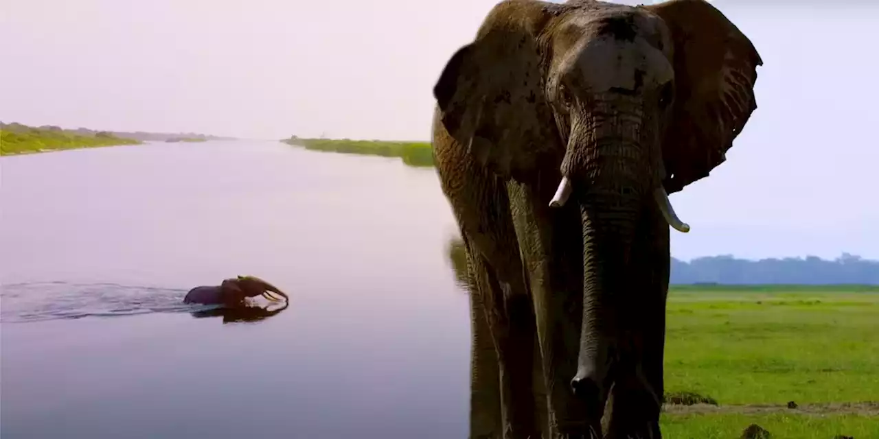 Secrets of the Elephants Director of Photography Talks NatGeo Series