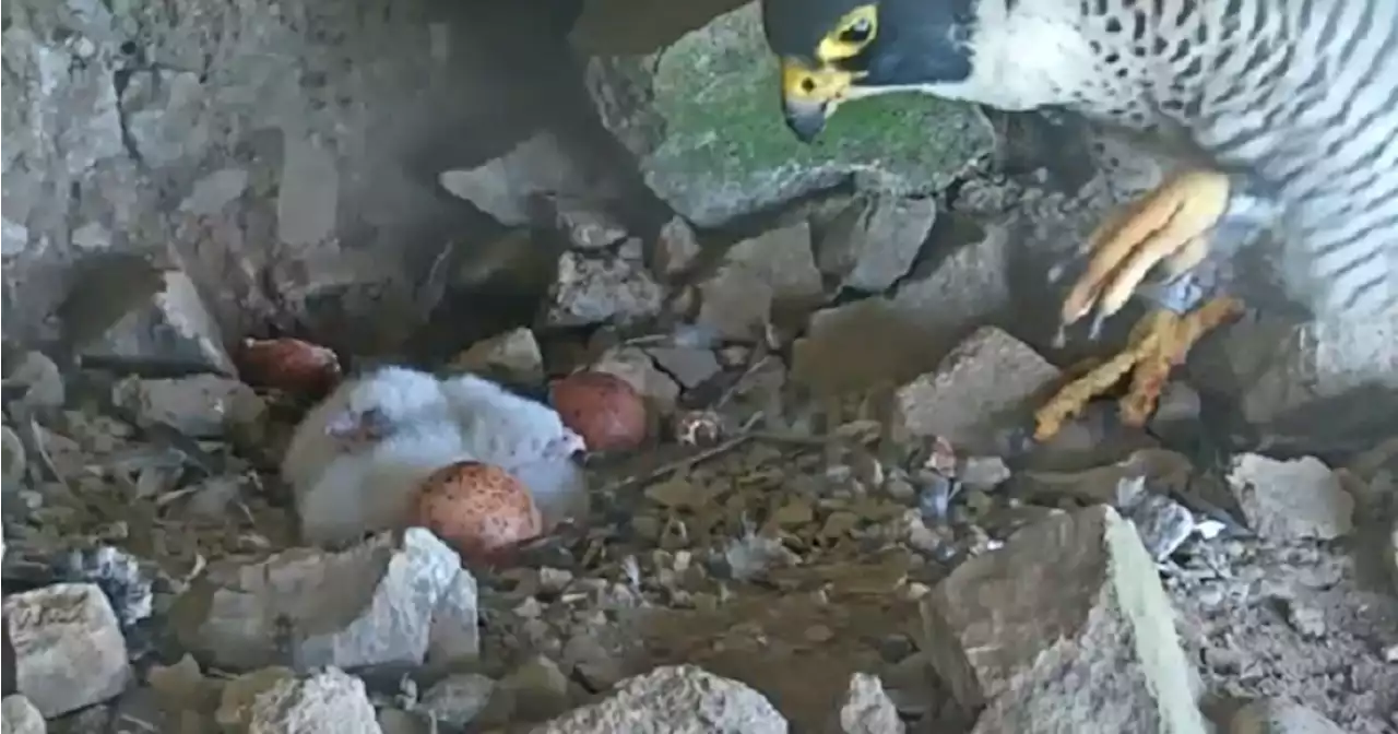 Four peregrine falcon chicks hatch on Alcatraz Island