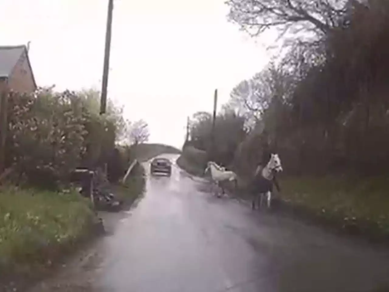 Video: Spooked pony tries to run away after driver fails to slow, spraying it with water