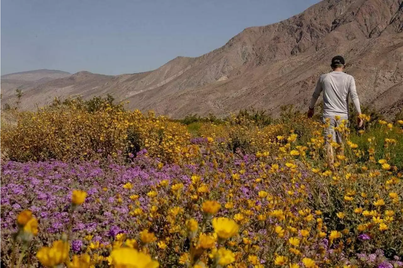 California bursts into 'super bloom' after wet winter