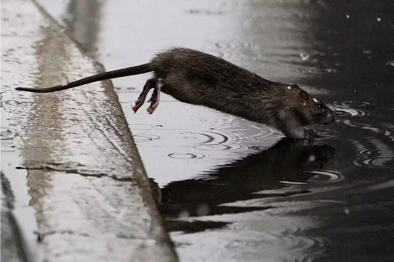 New York appoints first-ever rat 'czar'