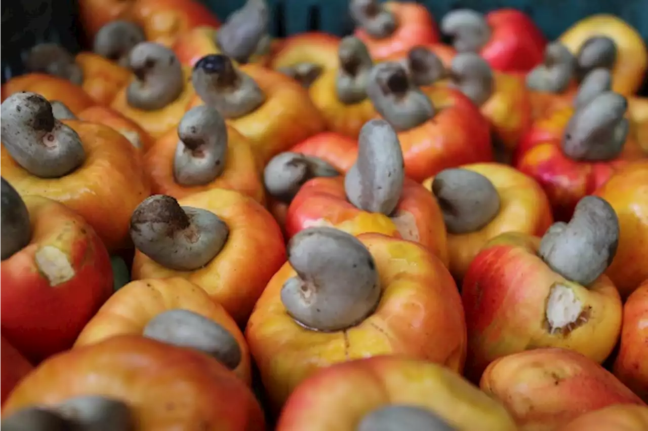 NEPC: FG to generate $500m from cashew export in 2023 | TheCable