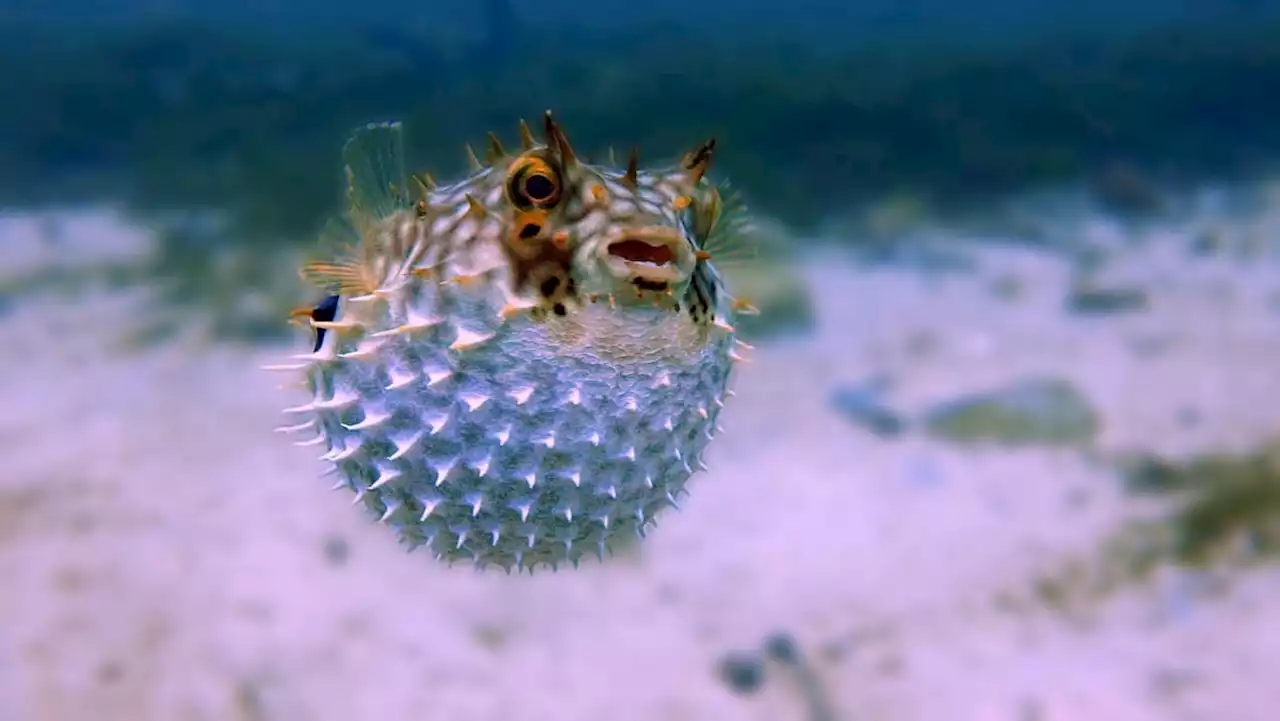 Explainer: Why puffer fish can be deadly and how it can be consumed safely in Singapore