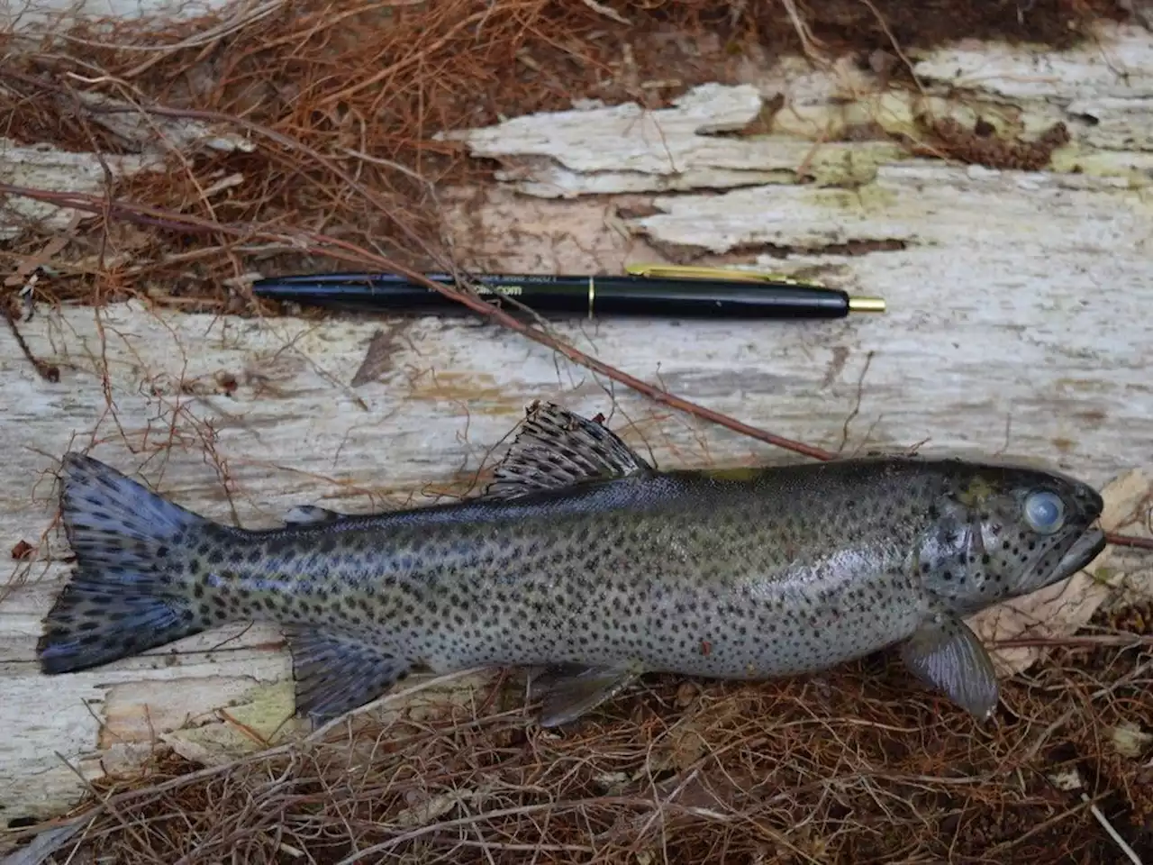 Engineering firm fined $1M over B.C. spill linked to 85 trout deaths