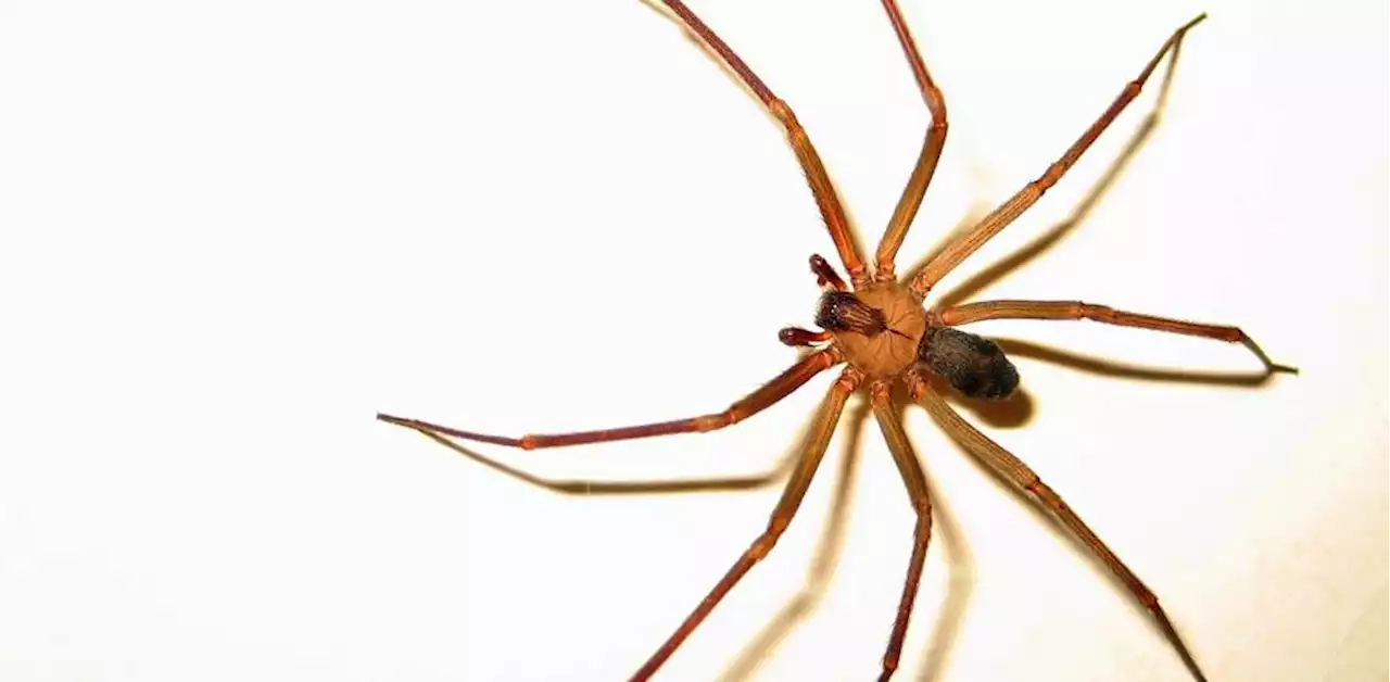 ¿Has visto esta araña en tu casa? ¡Cuidado!... es una de las más venenosas y letales