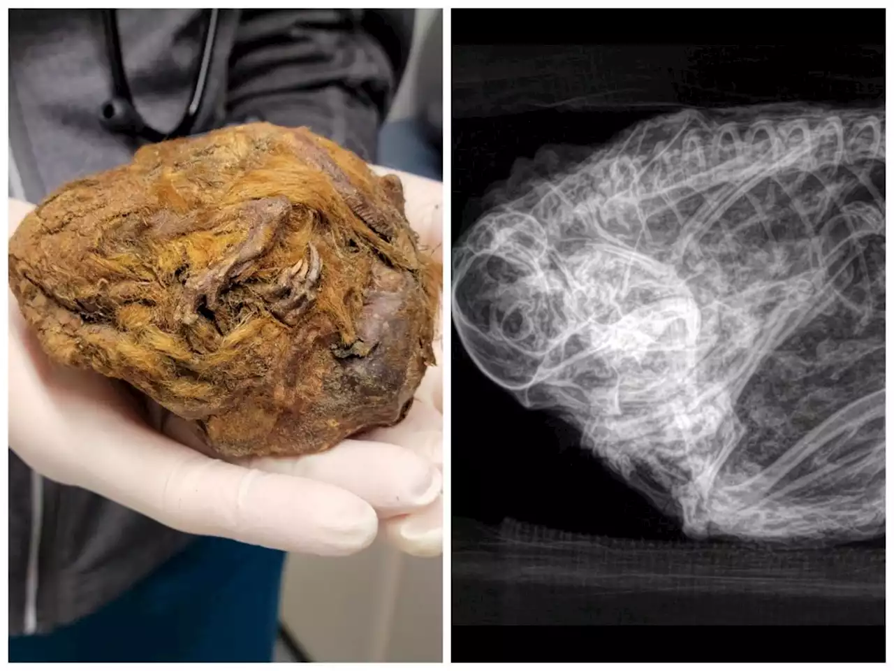 A gold miner found a mysterious grapefruit-sized fur ball. It turned out to be a 'perfectly preserved' 30,000-year-old squirrel.