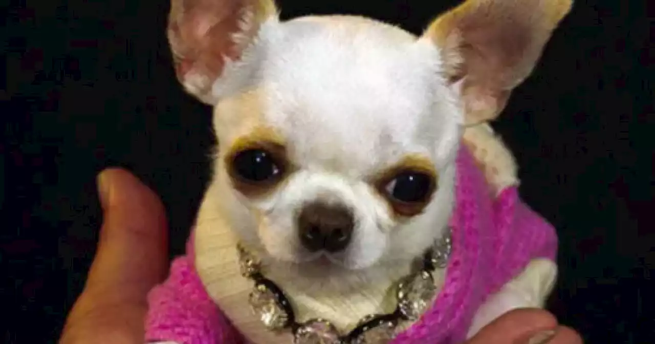 Meet Pearl, the world’s shortest dog