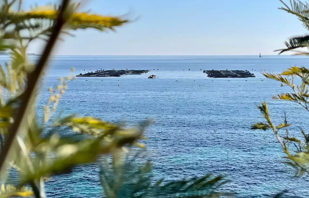 « Avis défavorable » pour le projet d’une ferme aquacole près de Cannes