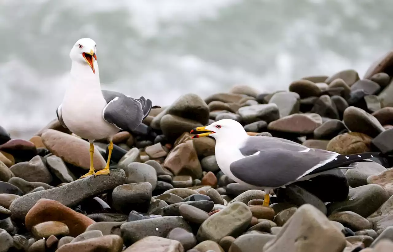 Une mouette tenue en laisse suscite l’émoi en Angleterre