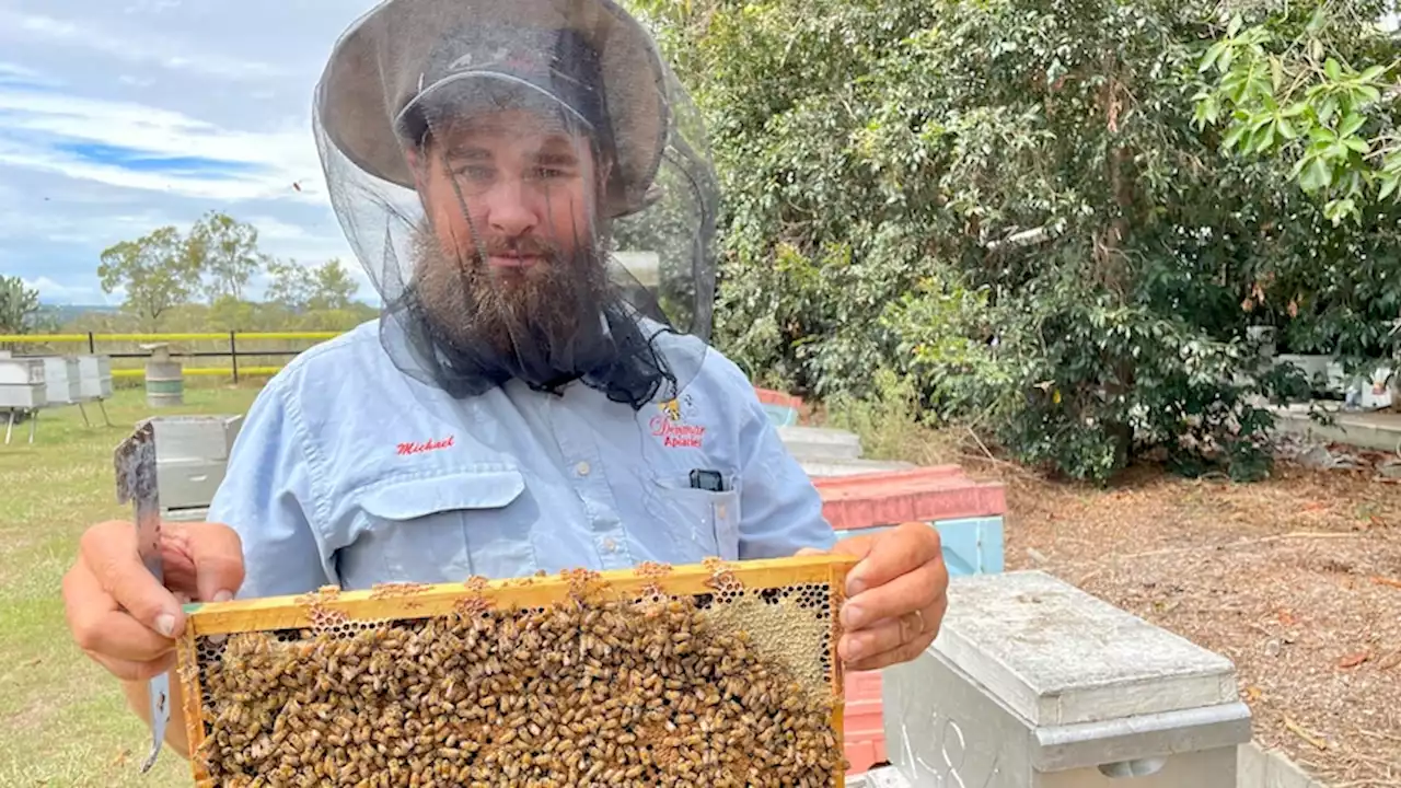 Why beekeepers need to report varroa mite surveillance results