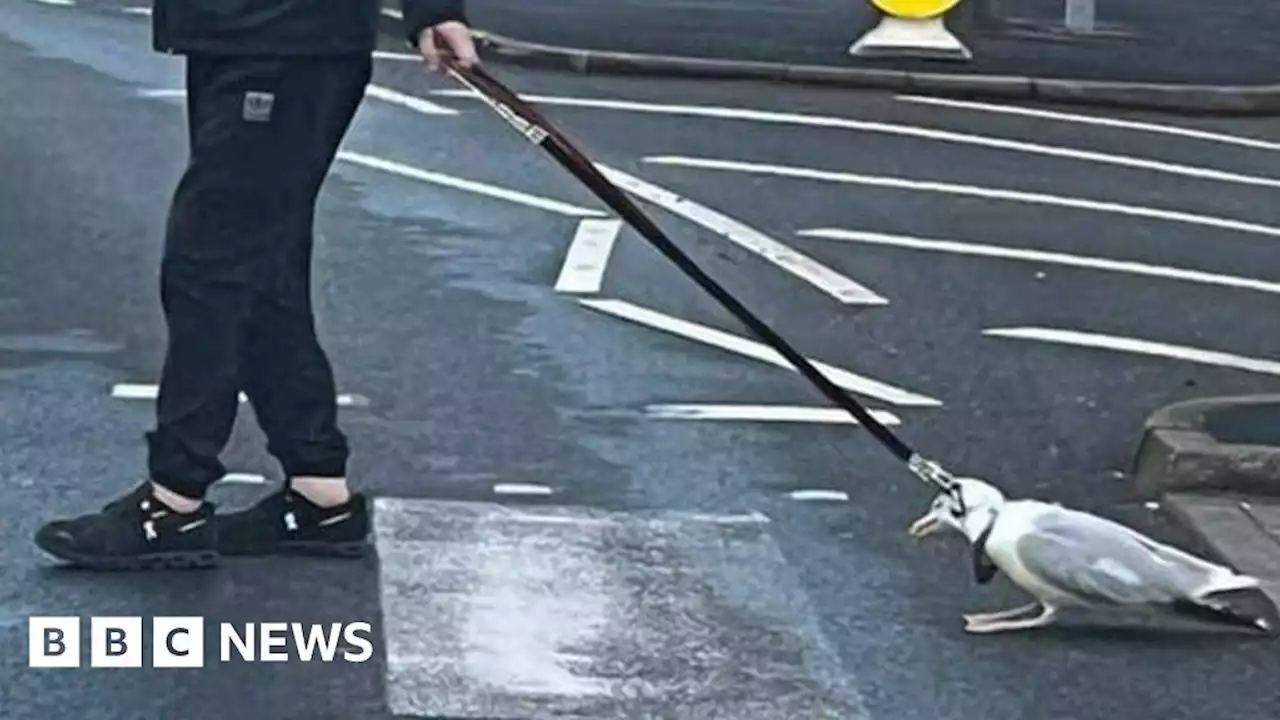 Blackpool police investigate after man seen pulling seagull with lead