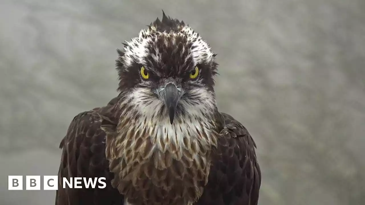 Gwynedd osprey charity gives up hope bird will ever return