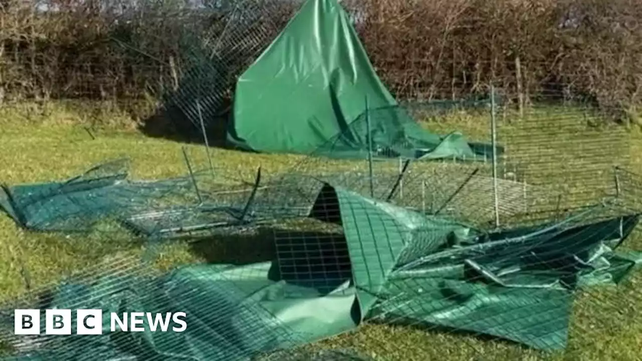 Newcastle Emlyn: Pigeon sanctuary damaged and birds lost