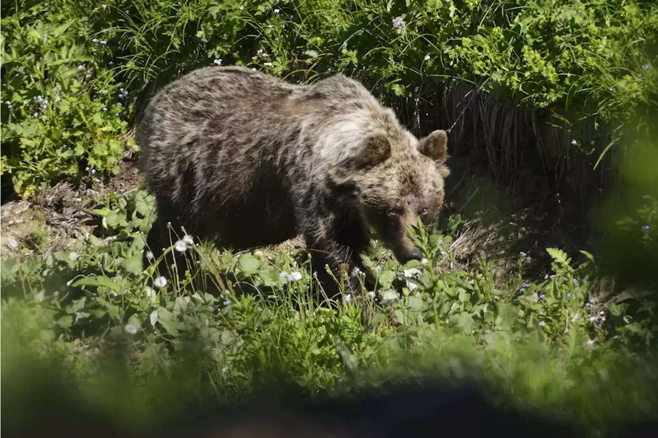 Nach Bärenattacke: Bergsteiger Messner fordert Tötung aggressiver Tiere