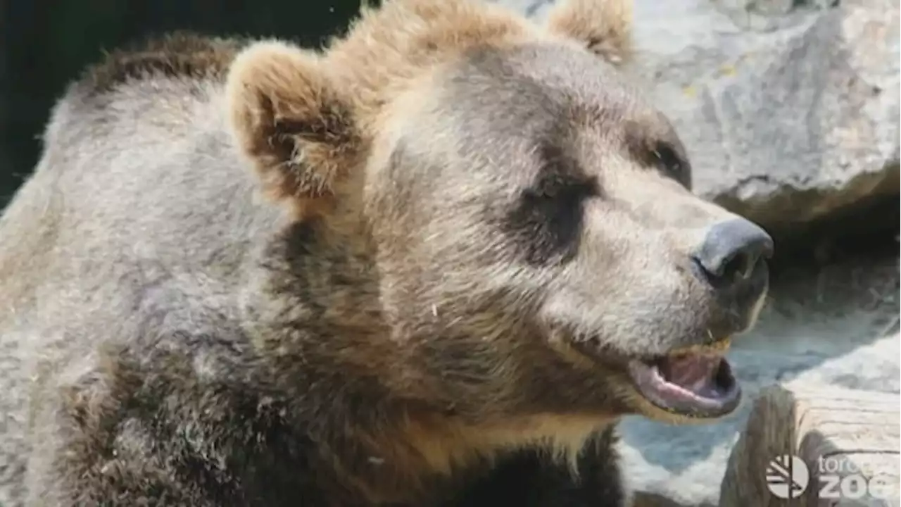 Toronto Zoo bids farewell to 25-year-old grizzly bear Samson | CBC News