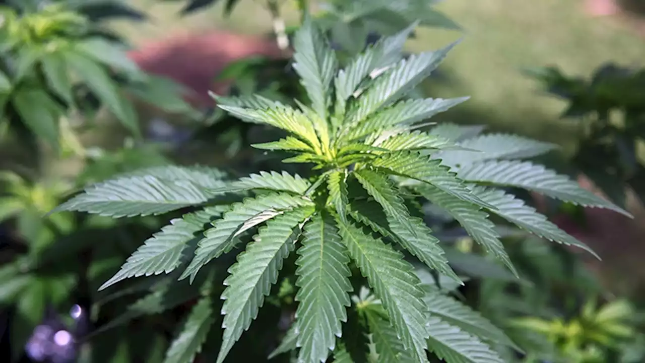 Supreme Court says Quebec ban on homegrown pot plants is constitutional