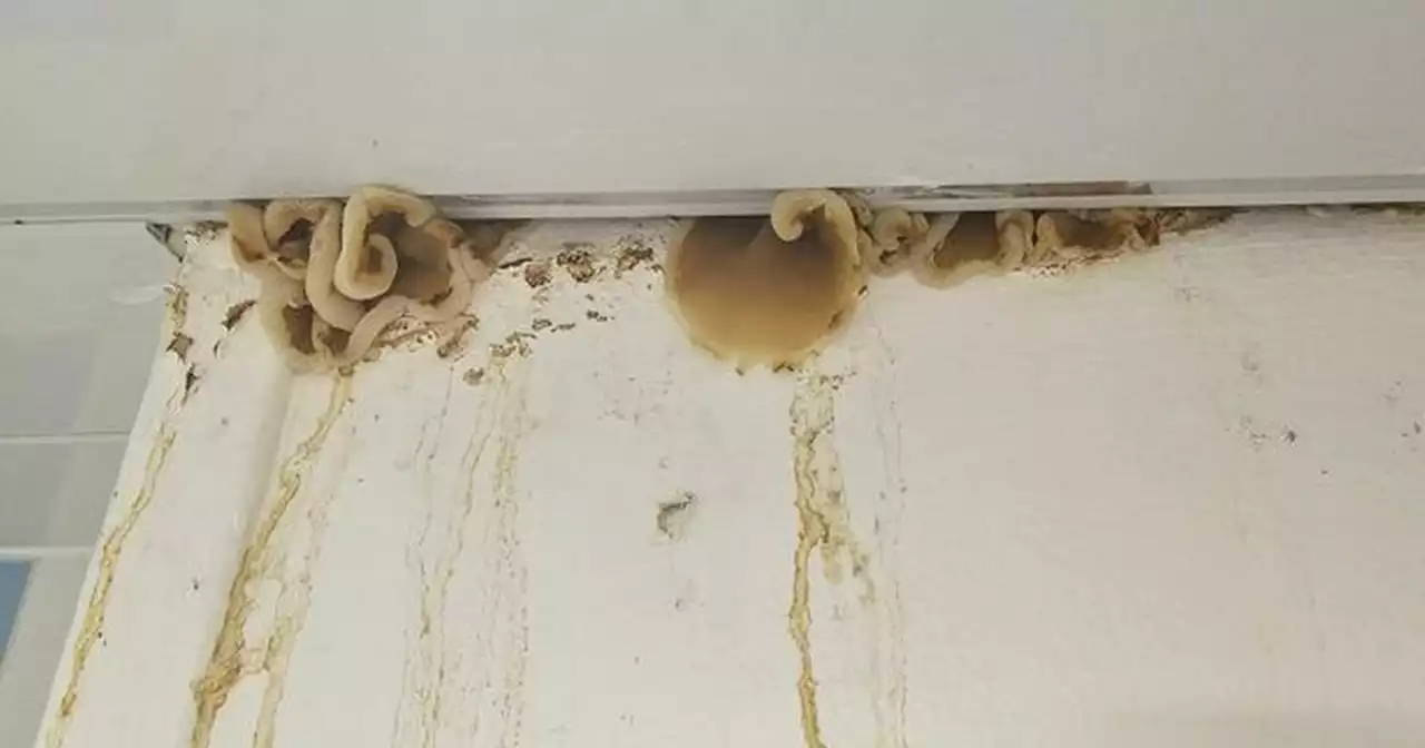 Mushrooms growing from roof of Scots council flat as mum slams grim conditions