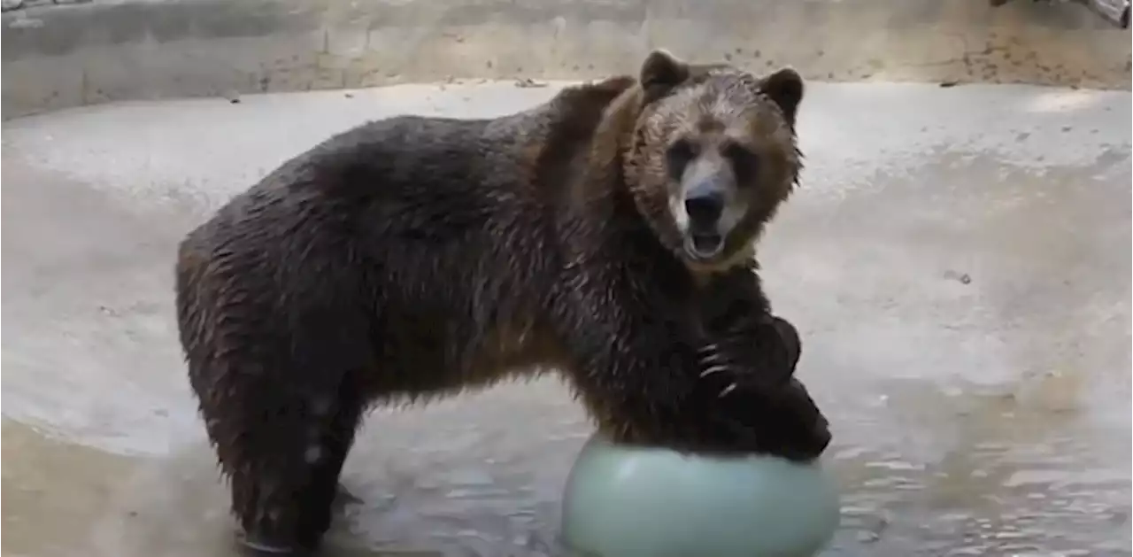 Toronto Zoo’s 25-year-old grizzly ‘Sampson’ dies