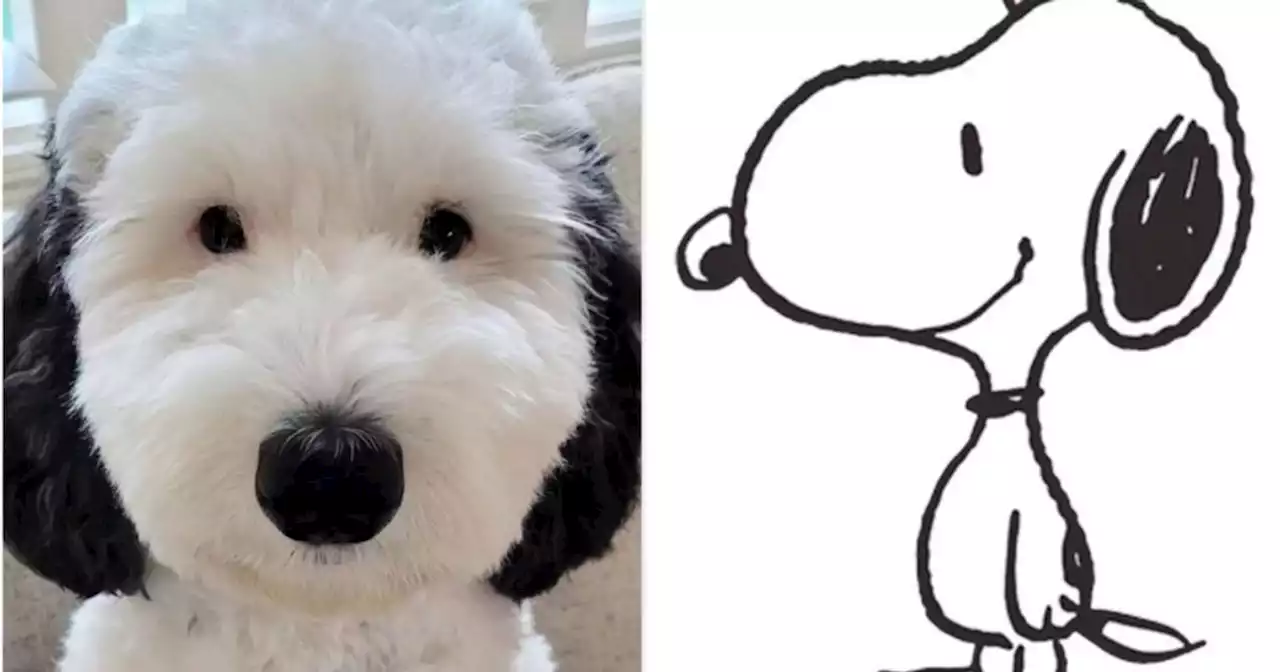 This Snoopy Look-Alike Might Be The Cartoon Dog’s Real-Life Doppelgänger