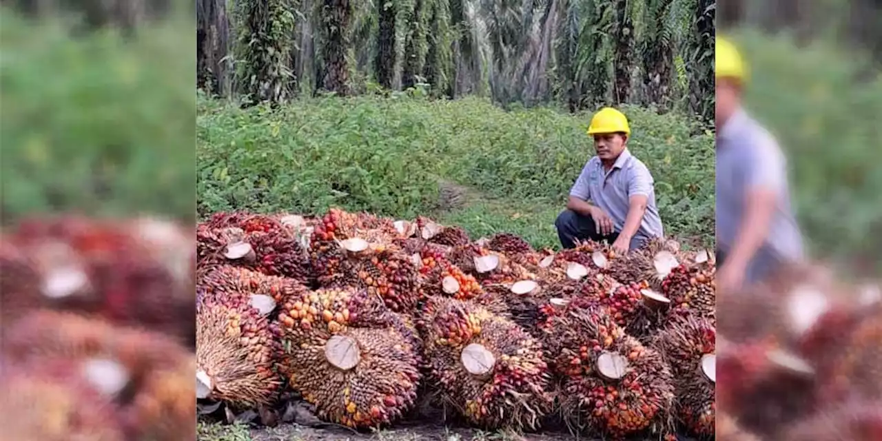 Program SMILE Asian Agri Bantu Tingkatkan Daya Saing Hasil Petani