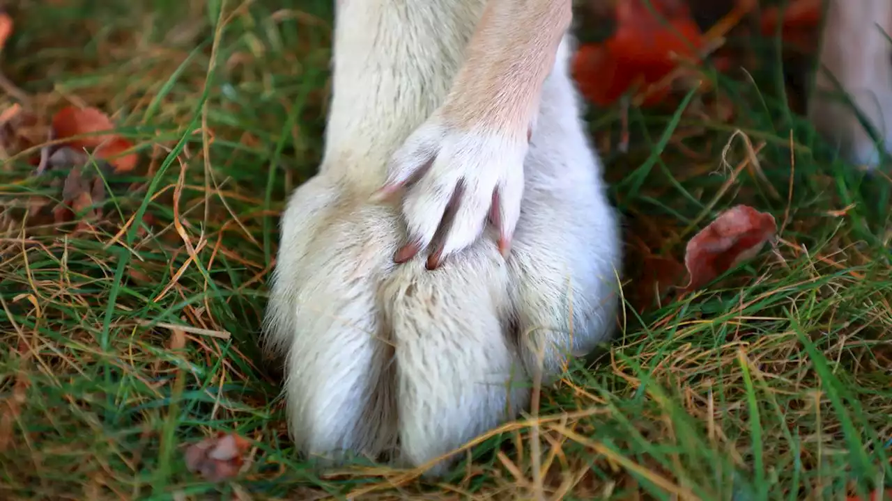 Meet Pearl, Guinness’ shortest dog living