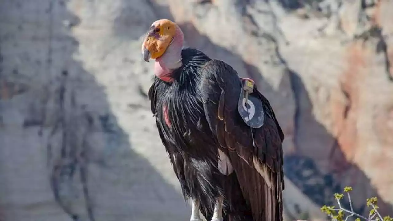 Avian influenza kills 18 condors near Utah, thwarts efforts to save endangered species