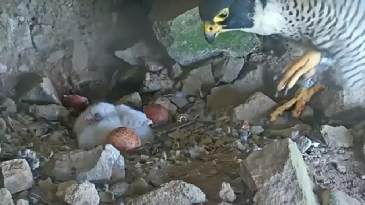 Peregrine falcon eggs hatch on Alcatraz Island