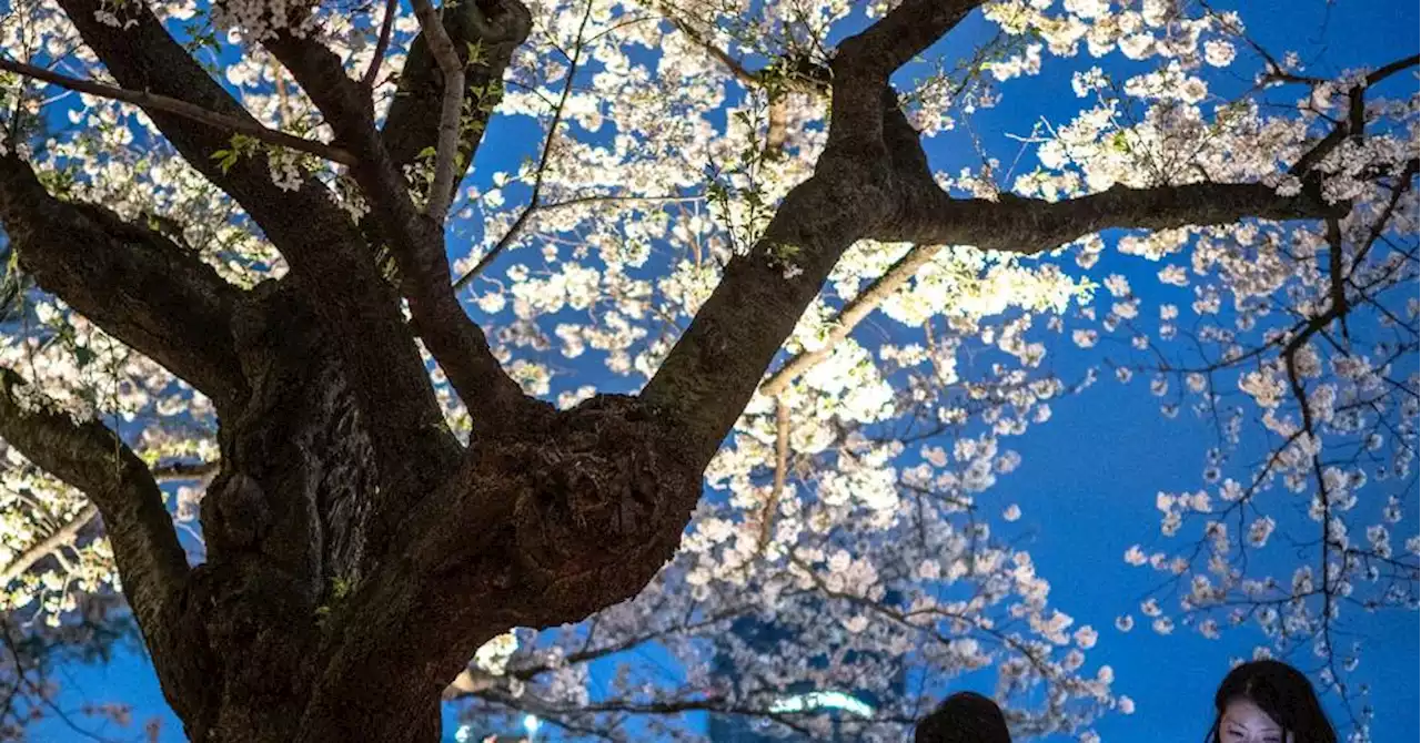 Le Japon veut mettre fin au rhume des foins