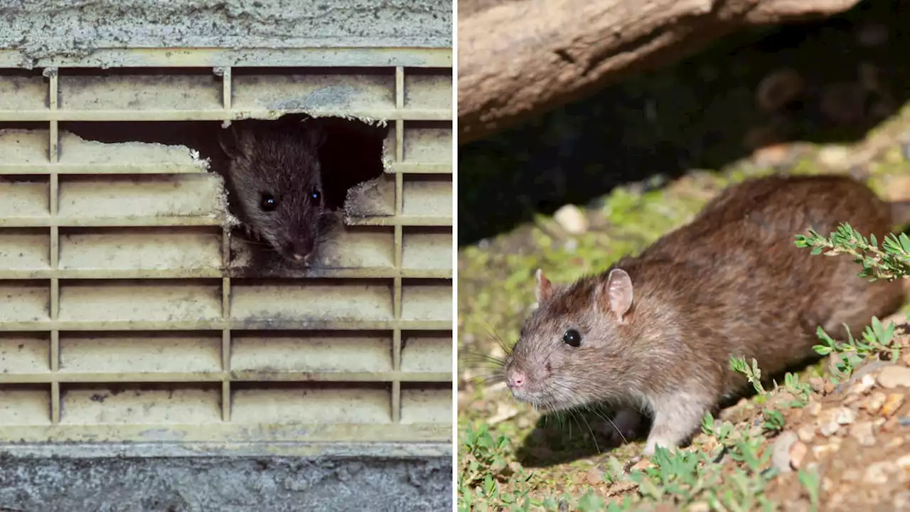 Calls for 'rat tsars' across Britain after New York appoints 'somewhat bloodthirsty' official