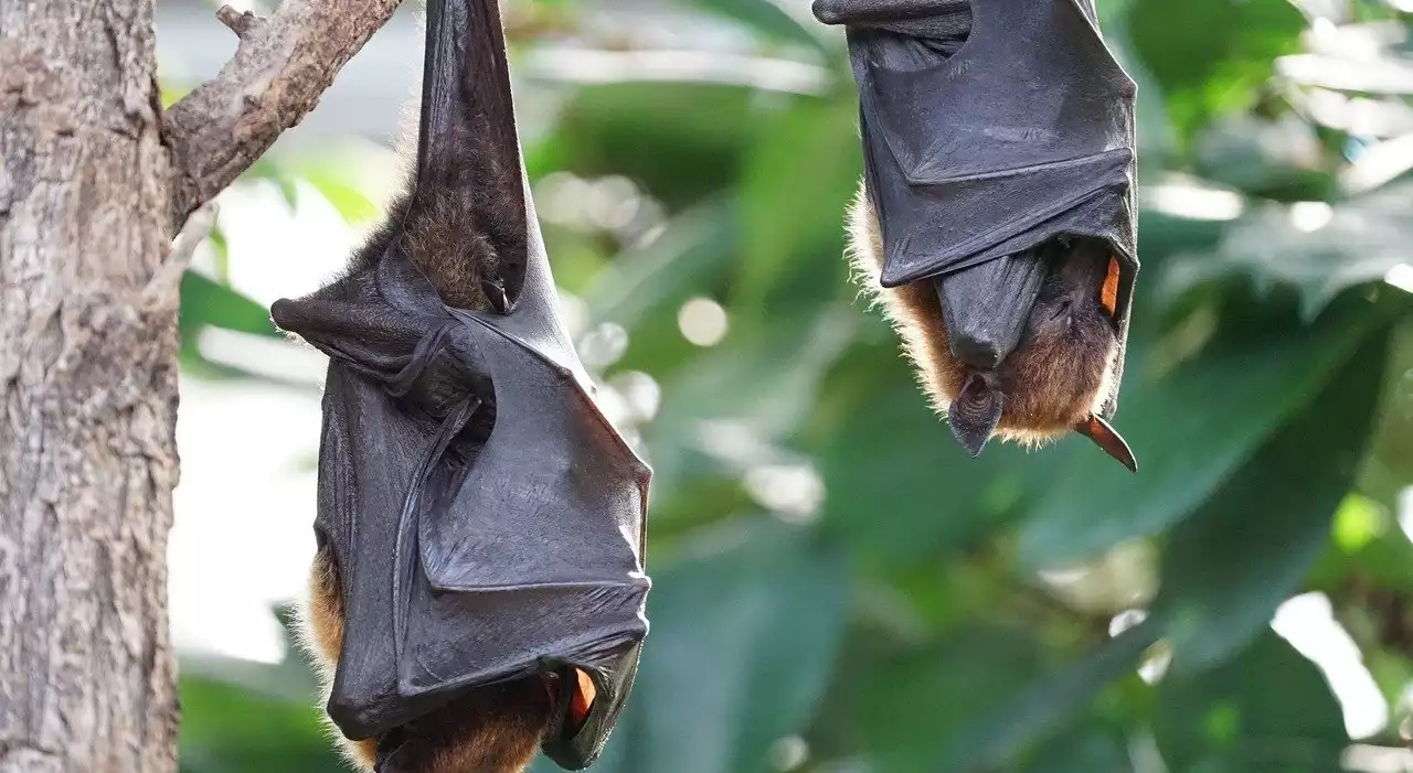 Pipistrelli fritti trasportati in Germania, ragazzo di 31 anni rimpatriato in Italia