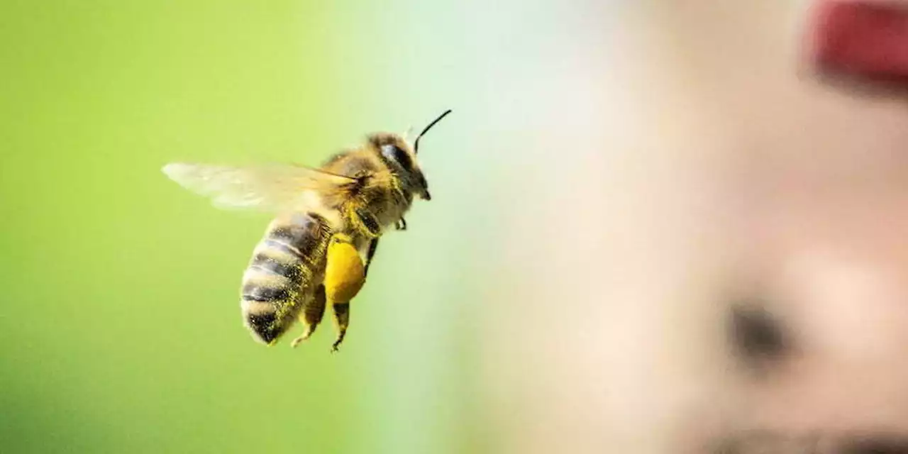 Pollen : les deux tiers des départements en alerte rouge