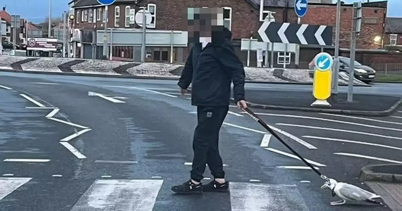 Seagull dies after being pulled by man around Blackpool on leash