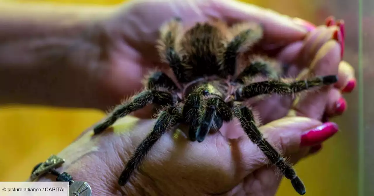 Frayeur dans un Intermarché : des araignées tropicales découvertes dans des bananes